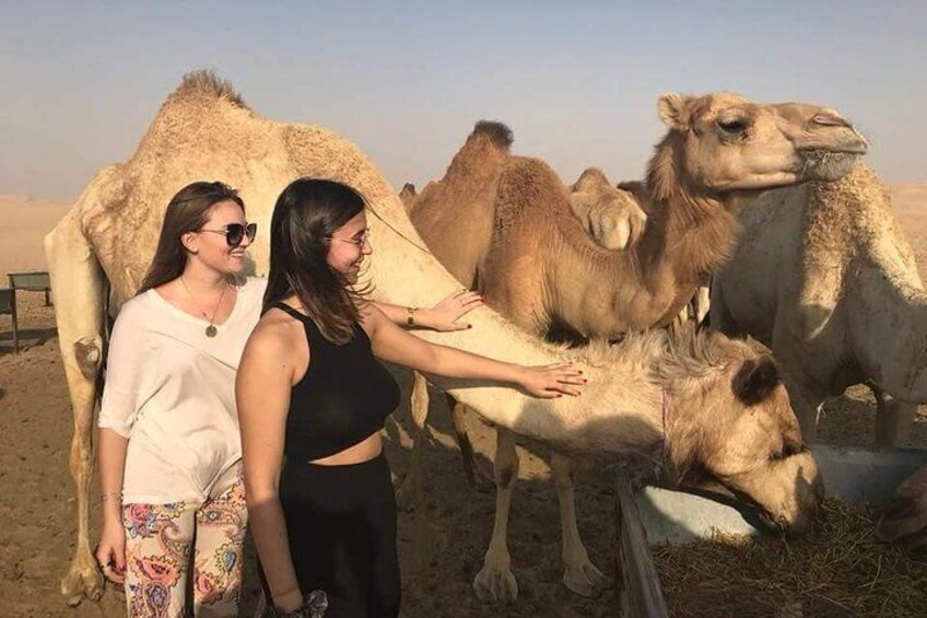 Camel Farm Visit Abu Dhabi