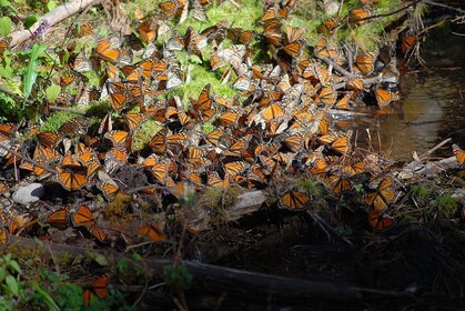 Monark Butterfly Tour Mexiko (privat guide och förare)