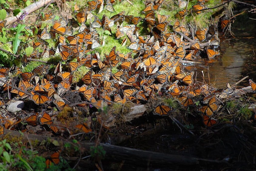Mexico:Private tour to Monarch Butterfly Reserve & Angangueo