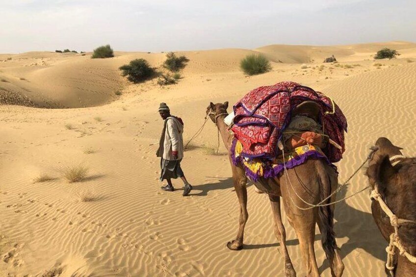 An Non Touristic Half Day Camel Safari