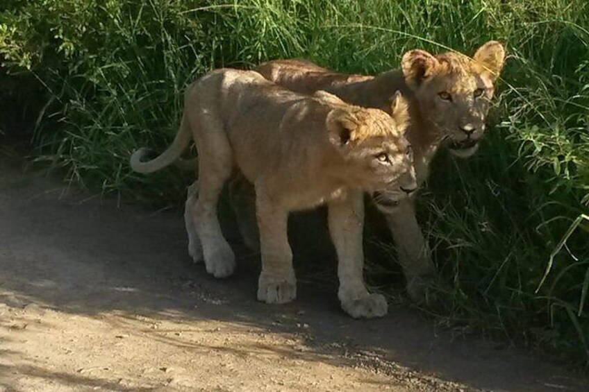 Show item 3 of 3. Durban Day Safari