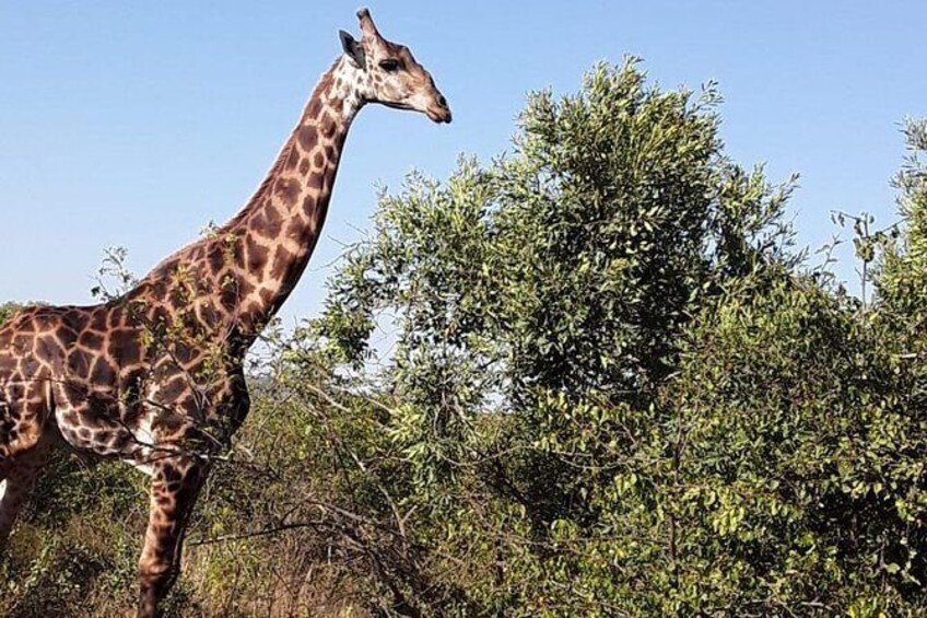 Show item 1 of 3. Durban Day Safari