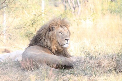 Full Day Kruger National Park Safari, Park Entrance Included