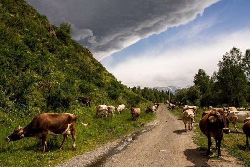 Mystical Altai and Wonders of Taiga of Eastern Kazakhstan 4 DAYS
