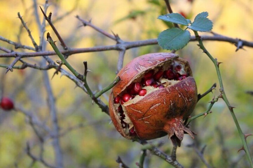 Pomegranate fruit on the way to the castle