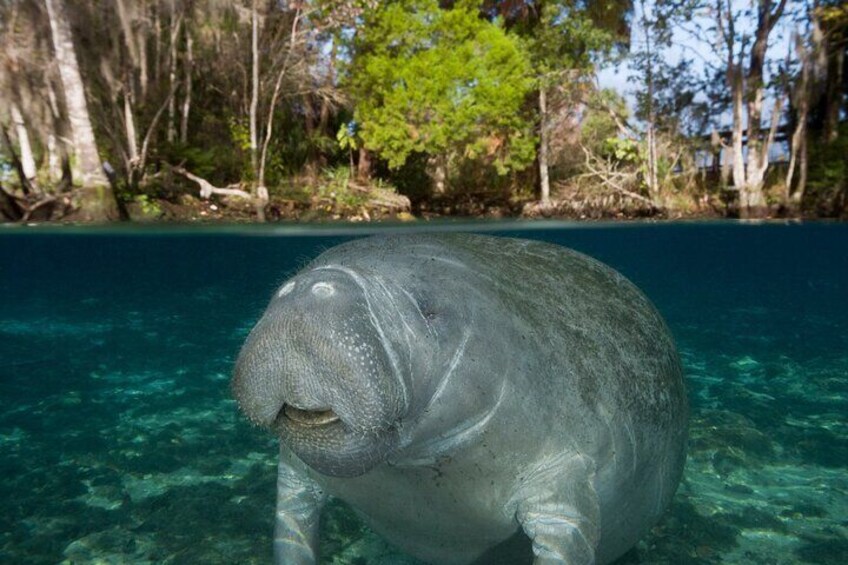 Morning Swim and Snorkel with Manatees-Guided Crystal River Tour