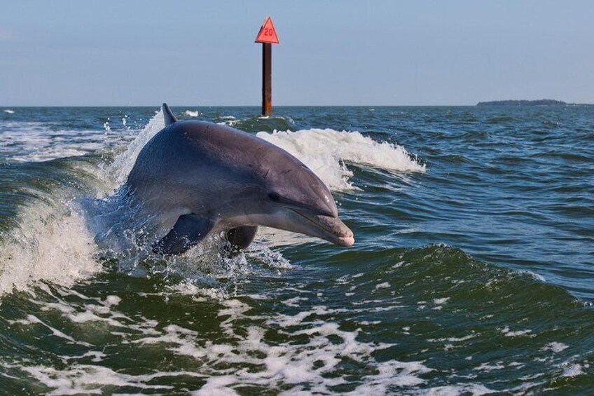 Go see wild dolphins!