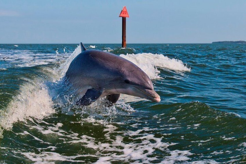 Watch wild dolphins up close!