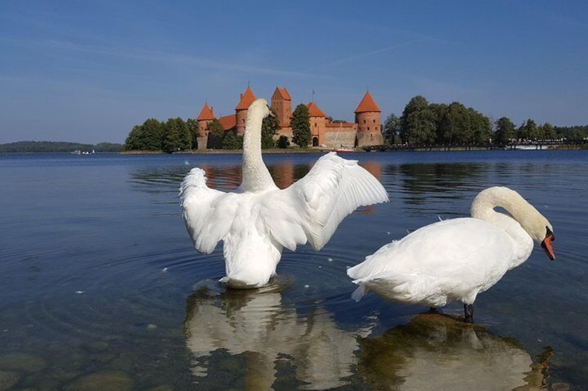 White swans in Trakai town