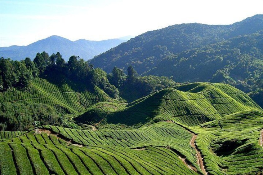 Cameron Highlands