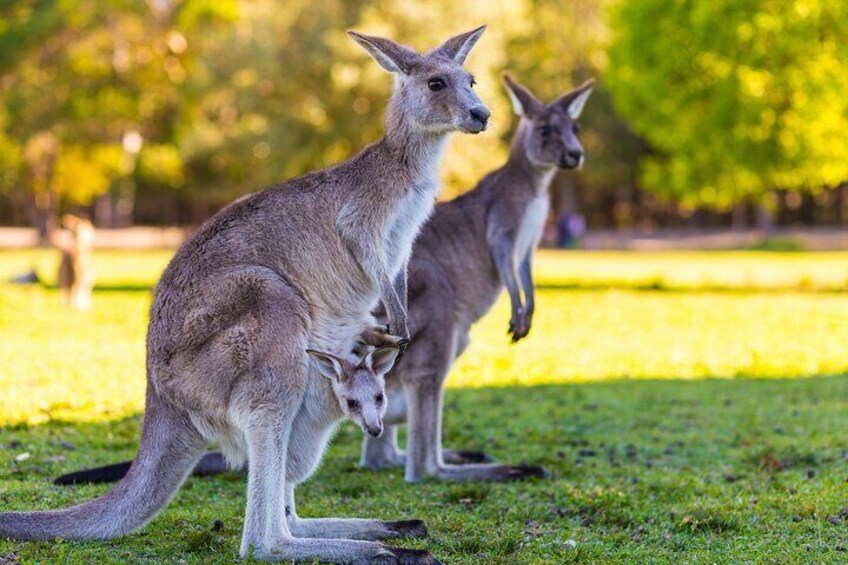 We take you on a private kangaroo outing operated on private land (Tour is by buggy and specialist guide and is included in the price of your tour).