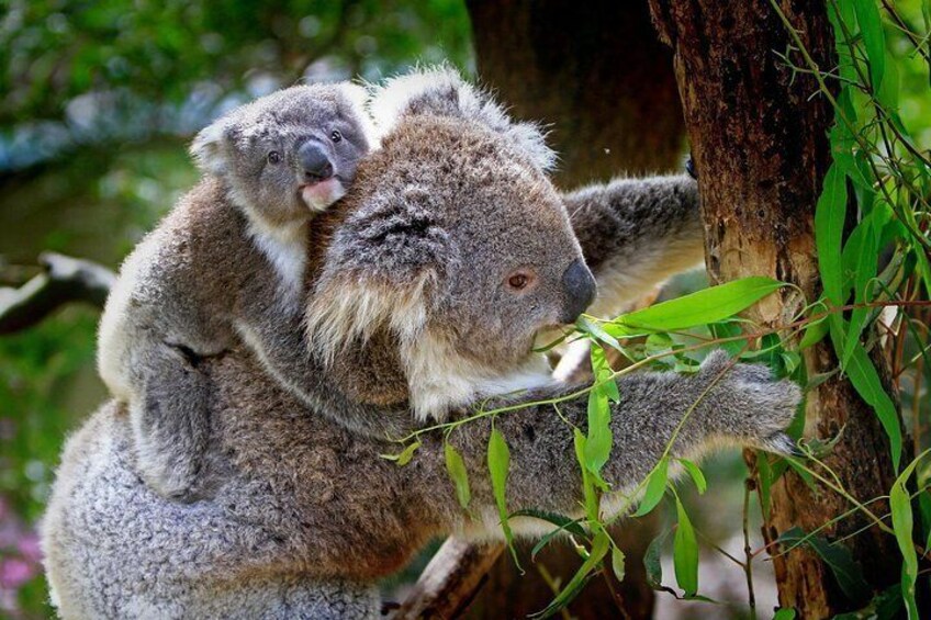 Private Three Day Great Ocean Road Tour