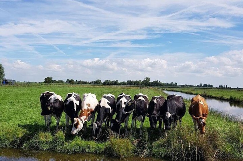 Cows enjoying their lunch.
