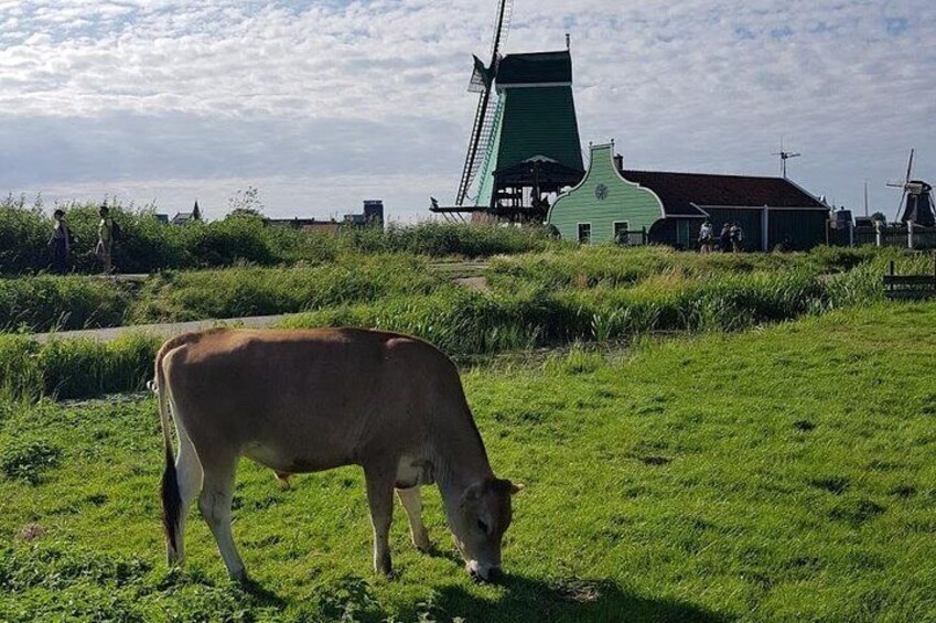 Green meadow, grazing cow and turning windmill: the beauty of the Zaanse Schans.