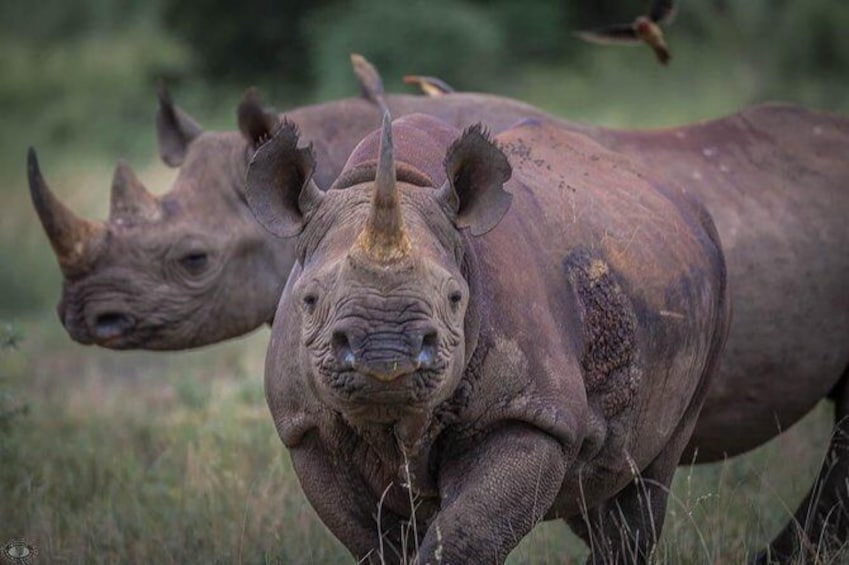 Show item 3 of 6. iSimangaliso Wetland Park, Full Day Tour