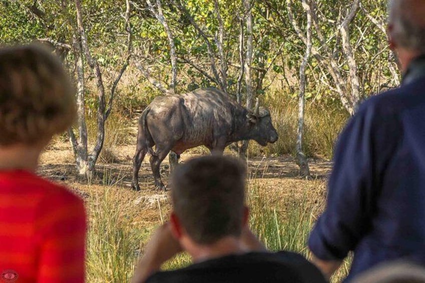 Show item 4 of 6. iSimangaliso Wetland Park, Full Day Tour
