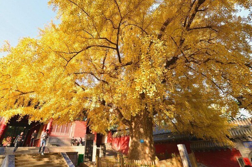 Shaolin Temple