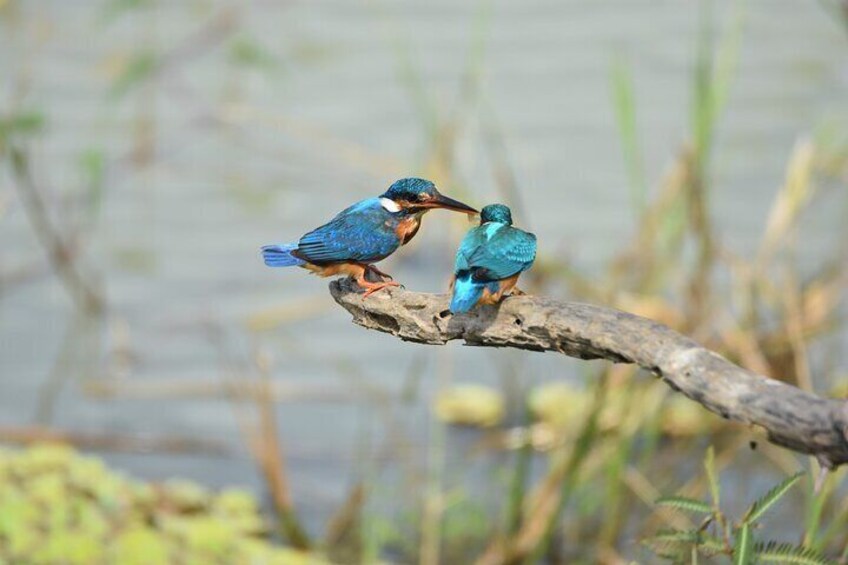 Common Kingfisher Couple