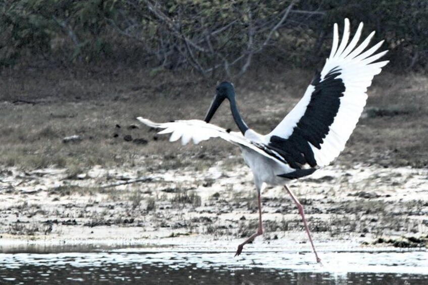 Black Neck Stork