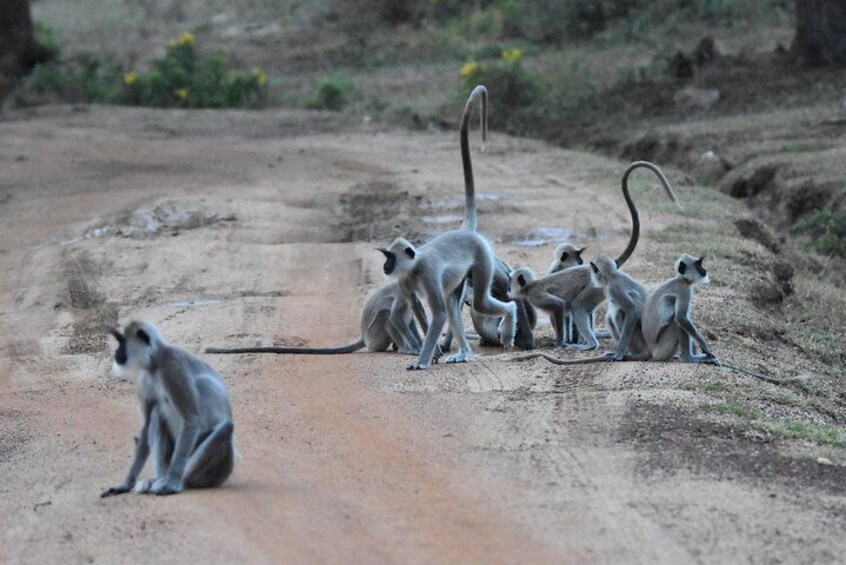 Grey Langur