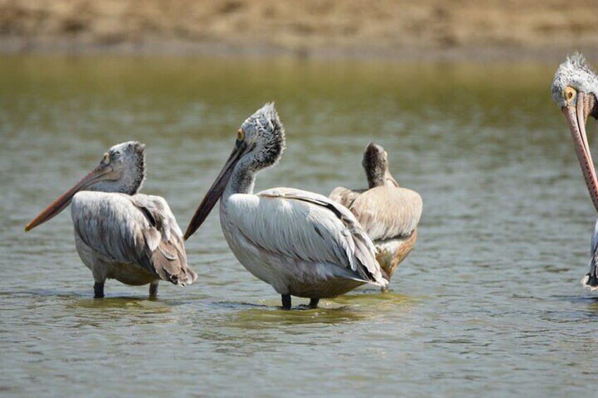 Spotted Billed Pelican