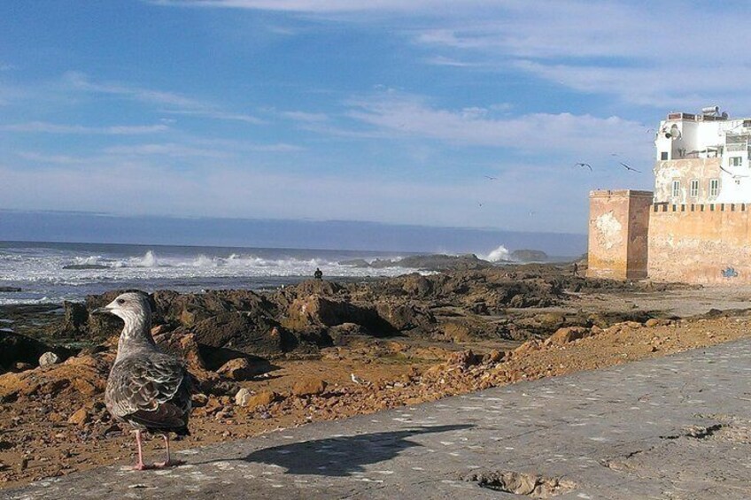 Essaouira and atlantic ocean
