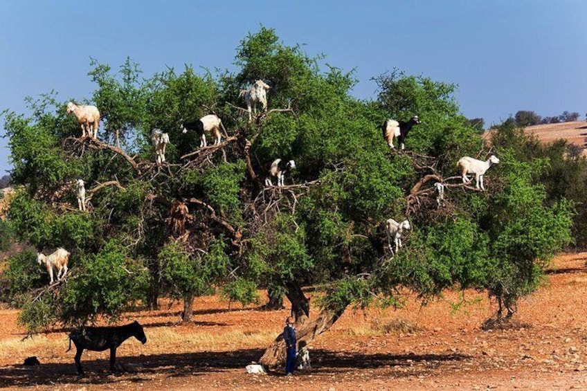 day trips to essaouira with stop for shooting and enjoy goats on the Argan trees
