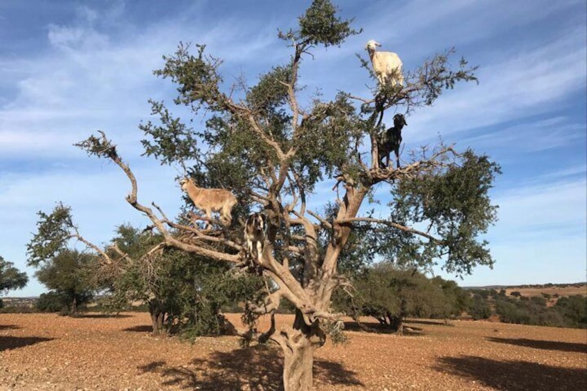 Goats on argan trees