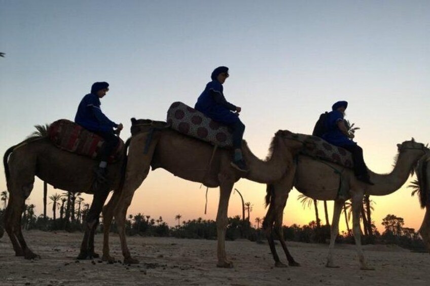 Camel Ride in Marrakech desert palmgrove