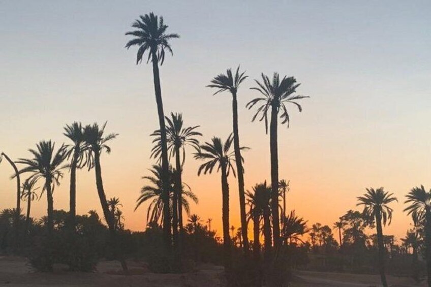 Camel Ride in Marrakech desert palmgrove