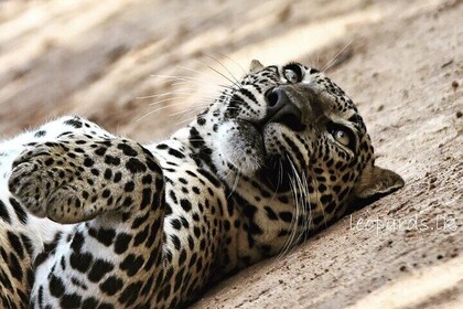 Speciale tour Safari leopardo nel parco nazionale Yala di Malith e il team