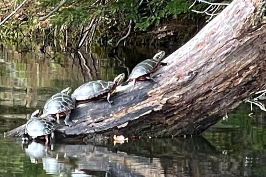 Painted Turtles resting in the sun