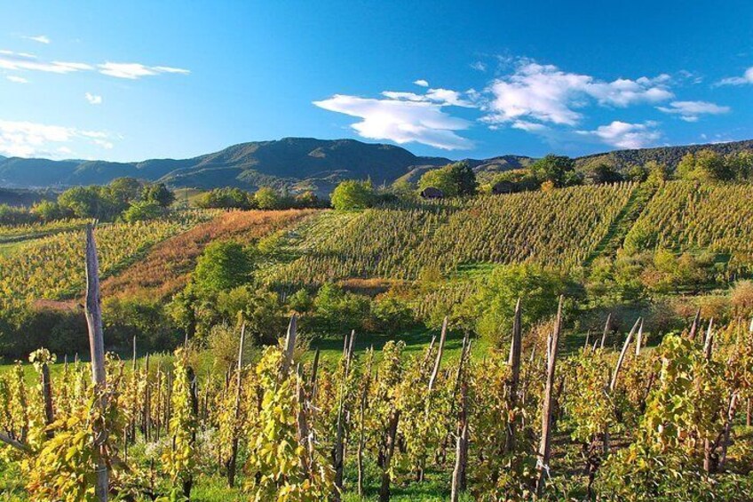 Plesivica Region Wine Tasting Half-day Private Tour