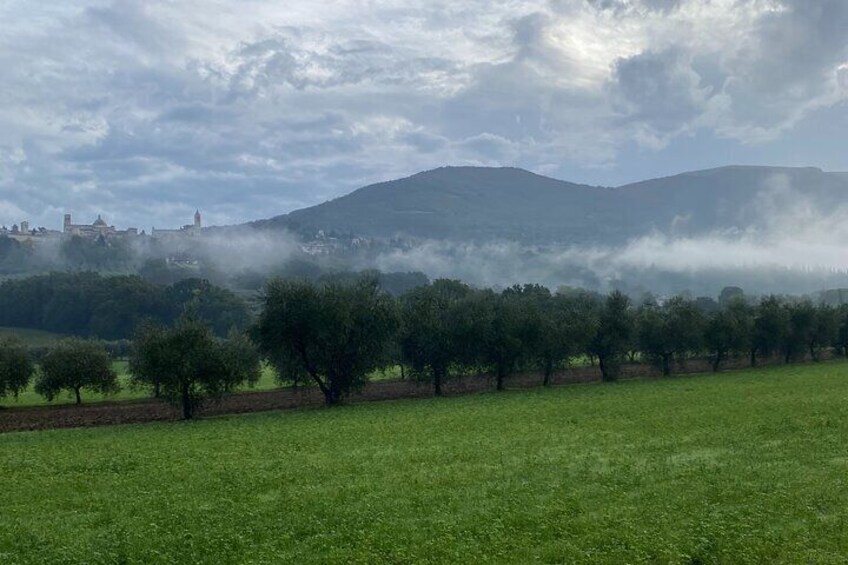 Truffle hunting or Olive harvest - seasonal