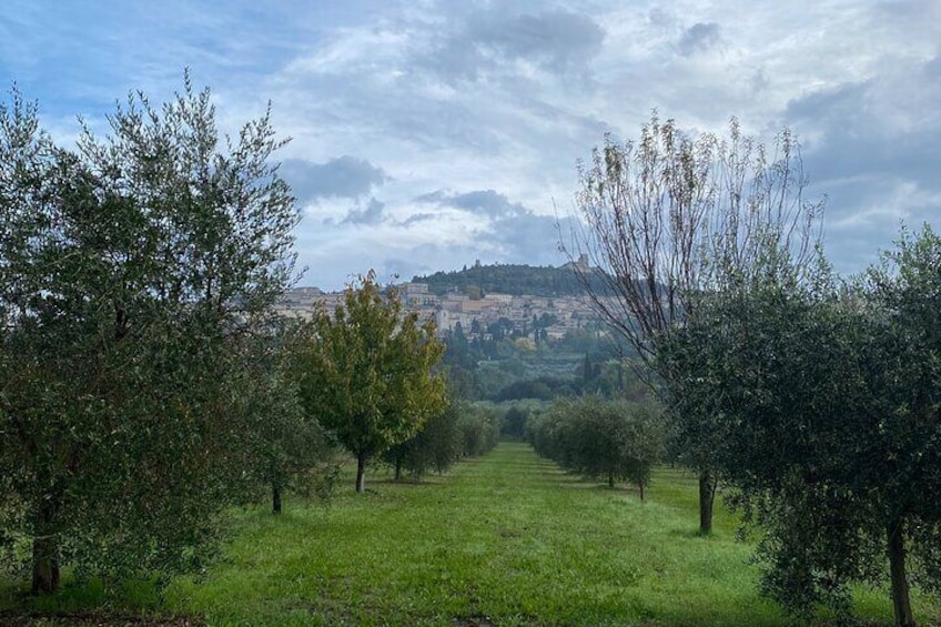 Truffle hunting or Olive harvest - seasonal