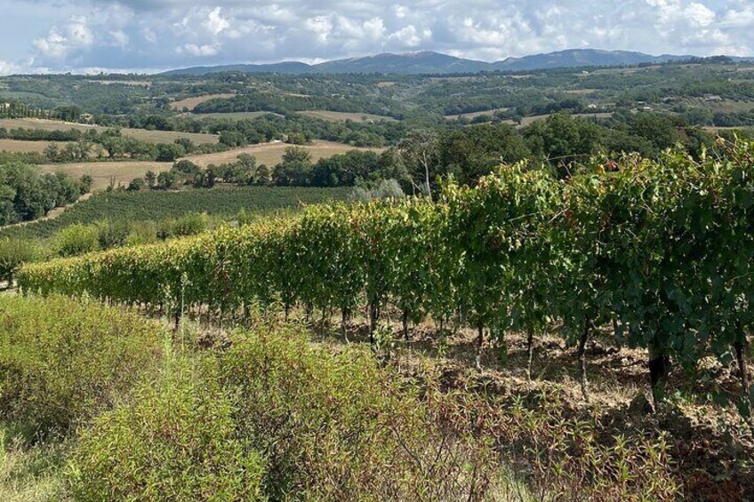 Truffle hunting or Olive harvest - seasonal