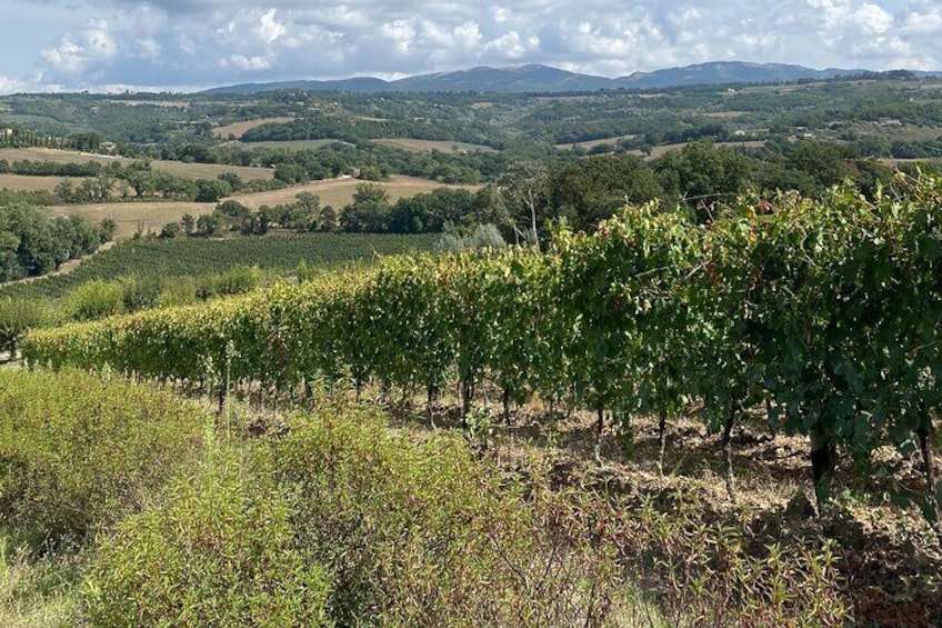 Truffle hunting or Olive harvest - seasonal