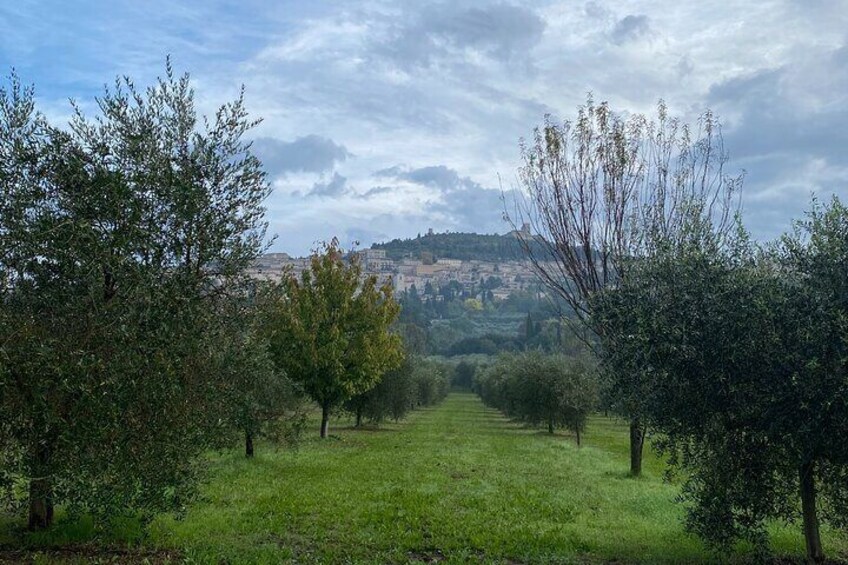 Experiences in Umbria, Toscana and Marche