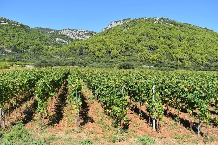 Wine Tour Korcula