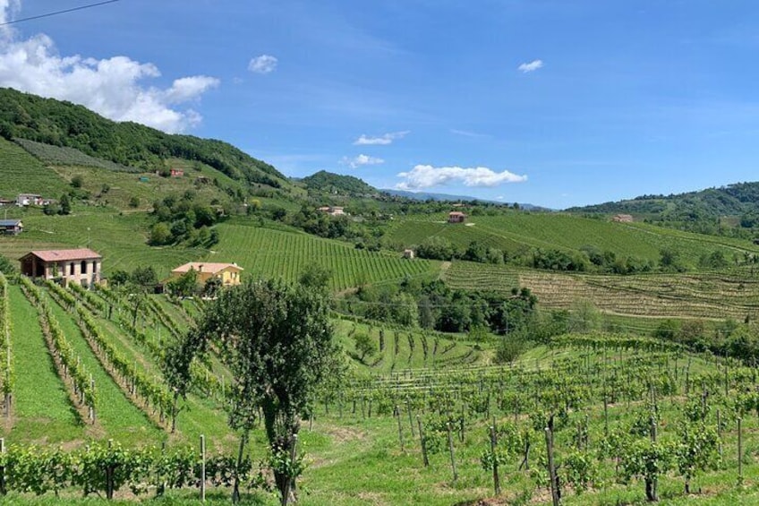 A sparkling day in the Prosecco Hills
