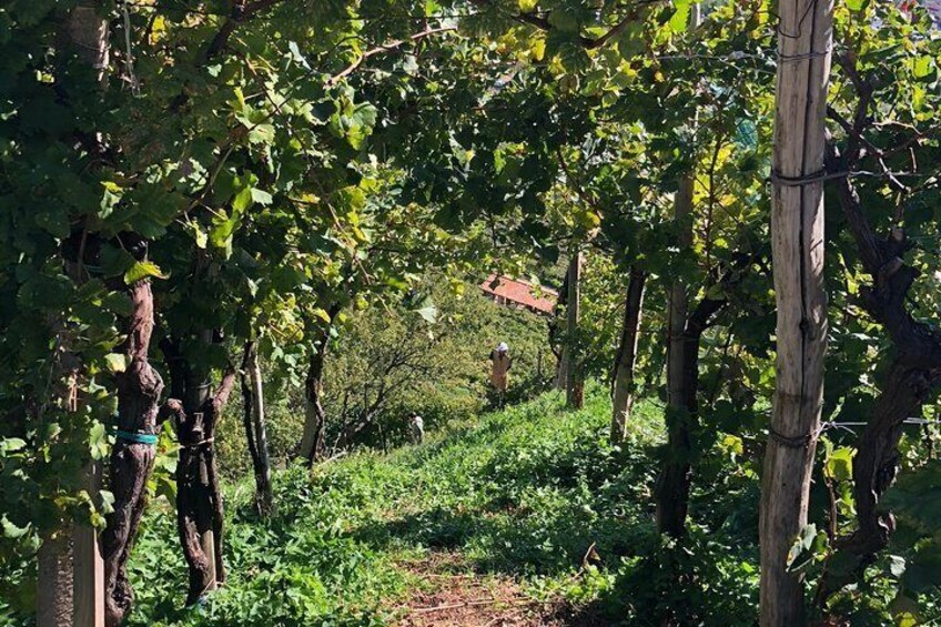 A sparkling day in the Prosecco Hills