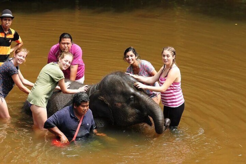 Elephant sanctuary