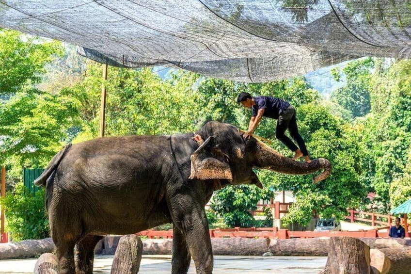 Elephant sanctuary