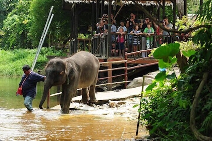 Batu Caves & Kuala Gandah Elephant Sanctuary Full-Day Tour