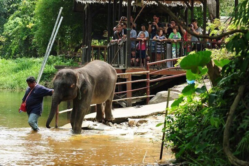 Elephant sanctuary