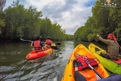 Mangrove Kayaking Tour In Langkawi