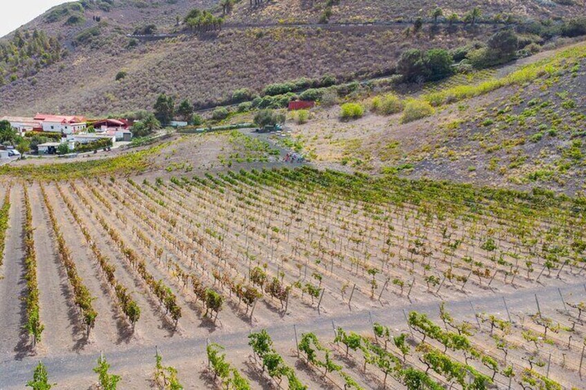 Canarian Wine Experience at Bodega los Lirios