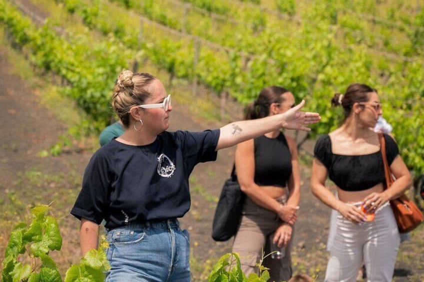 Canarian Wine Experience at Bodega los Lirios