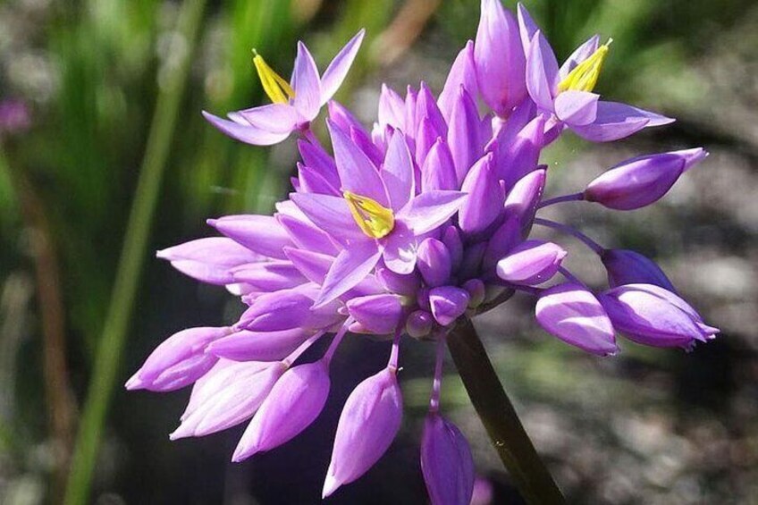 Kings Park Botanical Gardens in Springtime are amazing..