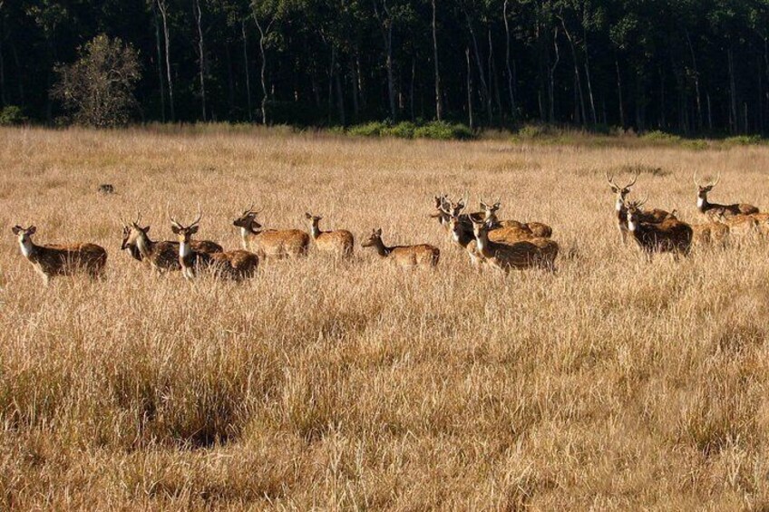 Rajaji National Park